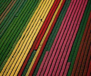 Puzzle Champ de tulipes en Hollande