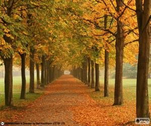 Puzzle Chemin entre arbres en automne