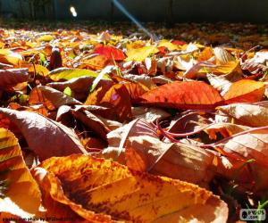 Puzzle Feuilles mortes en automne