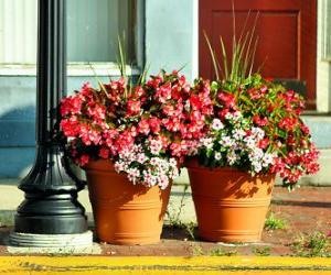 Puzzle Fleurs dans un pot ou un pot de fleurs