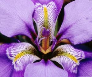 Puzzle Iris