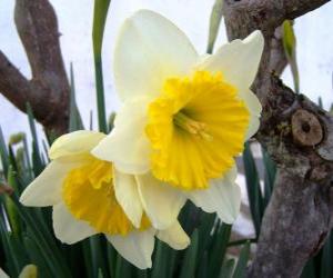 Puzzle Jonquilles