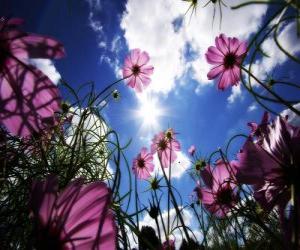 Puzzle Paysage avec des fleurs