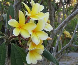 Puzzle Plumeria jaune