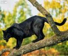 Panthère noire sur une branche d'un arbre