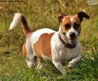 Le Jack Russell Terrier est un petit chien agile avec beaucoup de force et de résistance