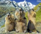 Trois marmottes alpines