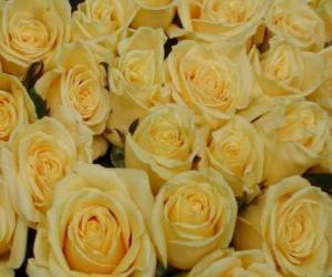 Puzzle Roses jaune ouvert