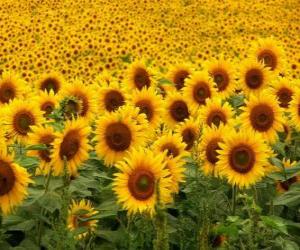 Puzzle Tournesols dans le domaine