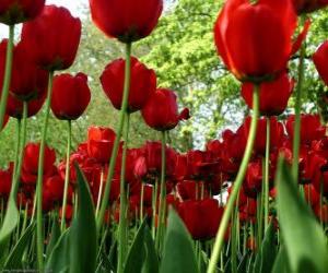 Puzzle Tulipes rouges