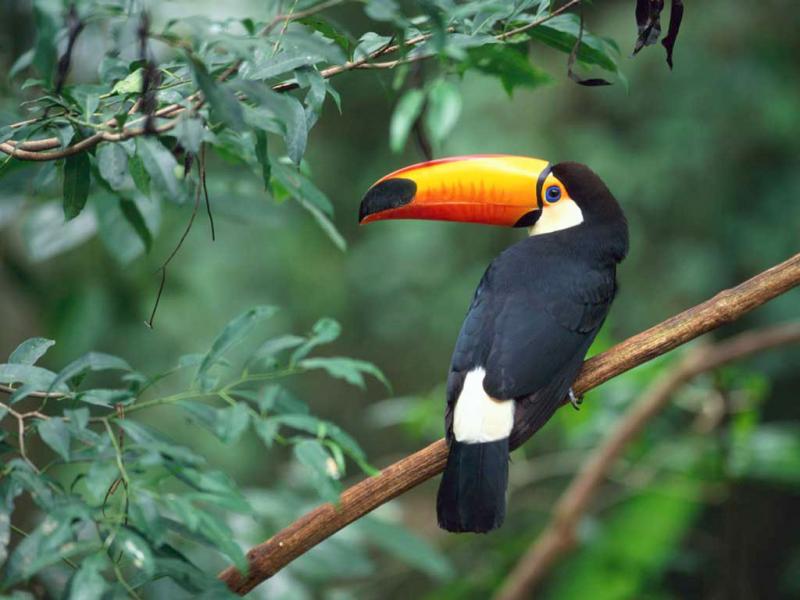 un toucan de 25 pièces trop cool a recréer puzzle