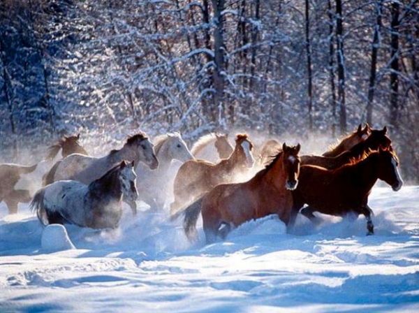 les chevaux du paradis puzzle