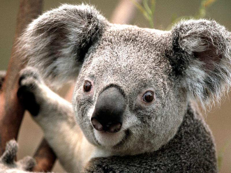 un très beau koala vous attend , alors faite se puzzle! puzzle