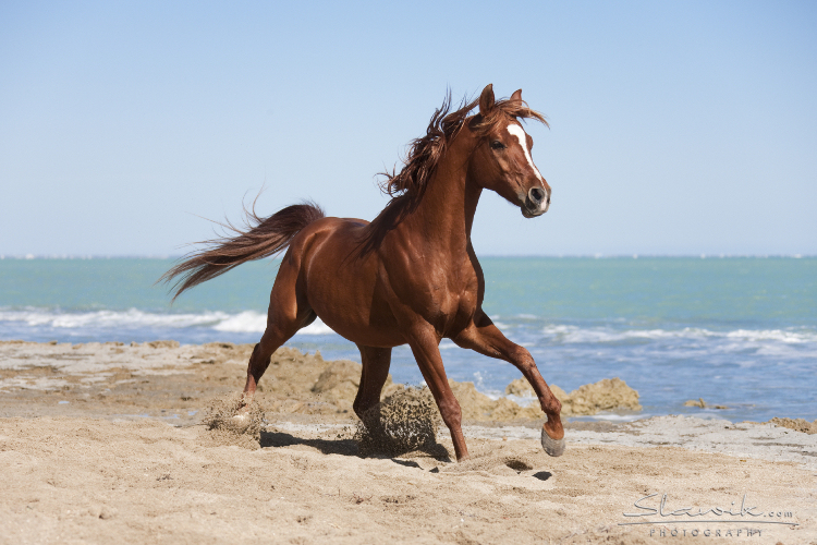 Cheval bord de mer puzzle